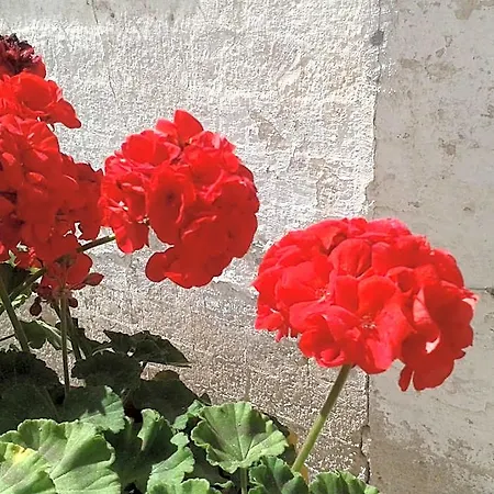 Bed & Breakfast Borgo San Martino 3*